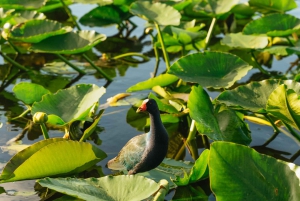 Miami: Everglades Airboat Ride, Wildlife Show & Bus Transfer