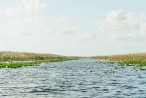 From Miami: Everglades Airboat, Wildlife Show & Bus Transfer