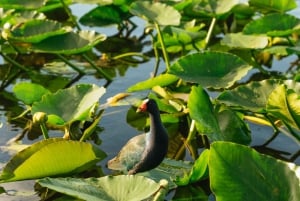 From Miami: Everglades Airboat, Wildlife Show & Bus Transfer