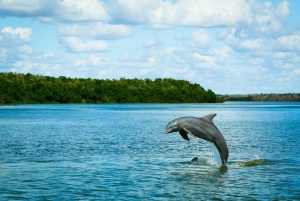 Miami: Everglades Day Trip w/ Wet Walk, Boat Trips, & Lunch