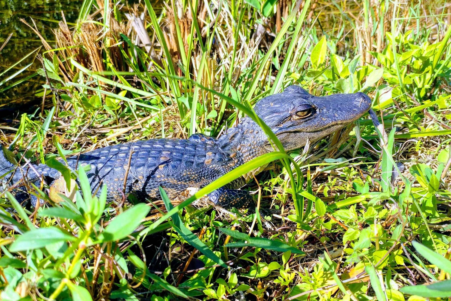 Miami: Everglades E-Bike Exploration with Airboat.