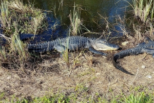 Miami: Everglades E-Bike Exploration with Airboat.