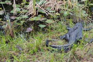Miami: Everglades E-Bike Exploration with Airboat.