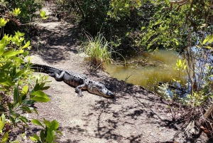 Miami: Everglades E-Bike Exploration with Airboat.