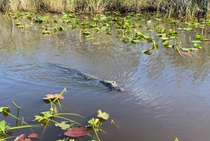 Miami: Everglades Airboat and Wildlife Reserve
