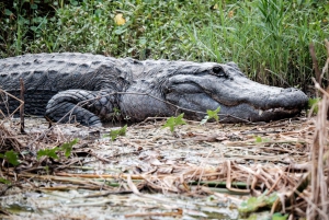 Miami: Everglades Airboat and Wildlife Reserve