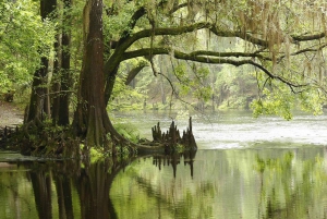 Miami: Everglades Airboat and Wildlife Reserve