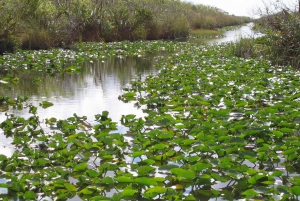 Miami: Everglades Airboat and Wildlife Reserve