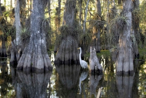 Miami: Everglades Airboat and Wildlife Reserve