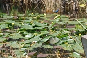 Miami: Excursión ecológica a los Everglades con transporte de lujo