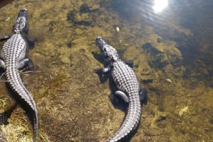 Miami - Ekotur i Everglades Everglades Eco Tour med lyxig transport