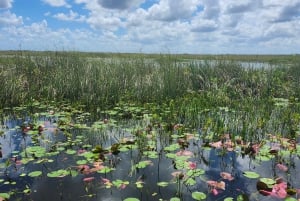 Miami - Ekotur i Everglades Everglades Eco Tour med lyxig transport