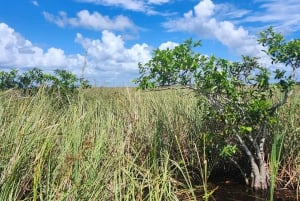 Miami: Everglades Eco Tour with luxury transportation