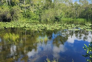 Miami: Everglades Eco Tour ylellisellä kuljetuksella