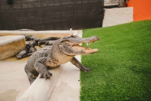 Miami: Everglades Adventure og stor hopp-på-hopp-av-buss-tur