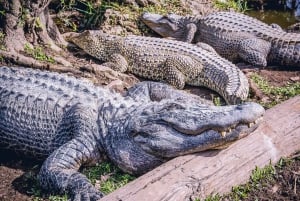 Miami: Everglades Experience, Bay Cruise & Open-top Bus Tour