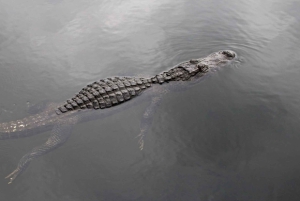 Giro in airboat alle Everglades da Miami