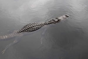 Miami Everglades Express Airboat Ride