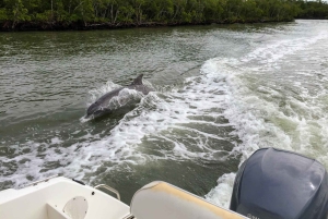 Miami: Evergladesin koko päivän kiertue kahdella veneretkellä ja lounaalla