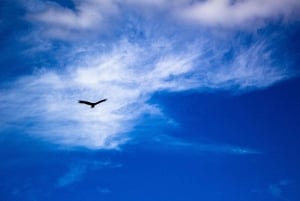 Miami: Dagsutflykt till Everglades nationalpark med airboat