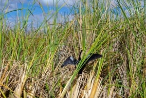 Miami: Dagsutflykt till Everglades nationalpark med airboat