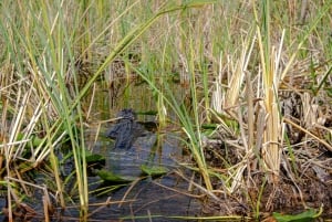Miami: Dagsutflykt till Everglades nationalpark med airboat