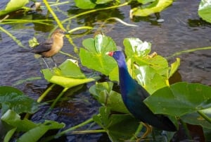 Miami: Dagsutflykt till Everglades nationalpark med airboat