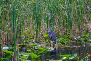 Miami: Dagsutflykt till Everglades nationalpark med airboat