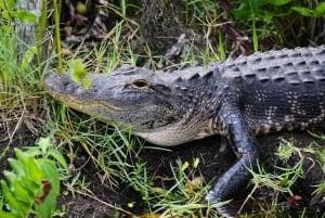 Miami: Dagsutflykt till Everglades nationalpark med airboat