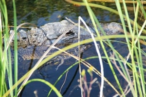 Miami: Dagsutflykt till Everglades nationalpark med airboat