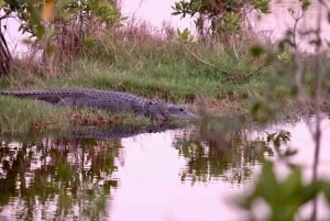 Miami: Dagsutflykt till Everglades nationalpark med airboat