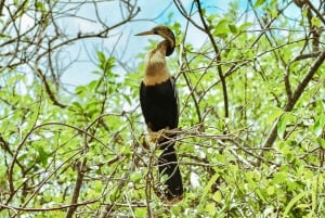 Passeio de aerobarco e show da vida selvagem no Parque Nacional Everglades