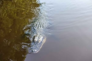 Excursión en hidrodeslizador por el Parque Nacional de los Everglades y Espectáculo de Fauna Salvaje