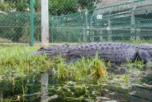 Miami: Tour in motoscafo del Parco Nazionale delle Everglades e spettacolo della fauna selvatica