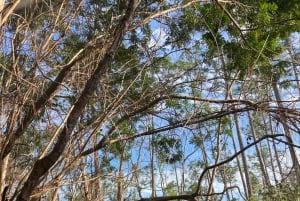 Miami: Escursione di un giorno al Parco Nazionale delle Everglades e al kayak