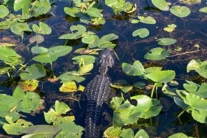 Miami: Everglades National Park Kayaking & Hiking Tour