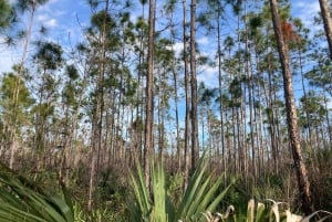 Miami: Everglades National Park Kayaking & Hiking Tour