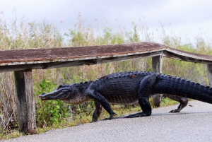 Miami : parc des Everglades, visite en bus et excursion en yacht