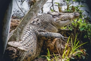 Miami: Everglades Safari Park Airboat Tour