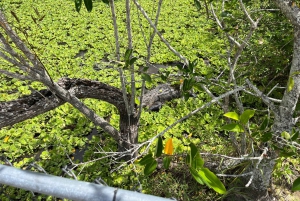 Miami : Visite guidée des Everglades en petit groupe en français