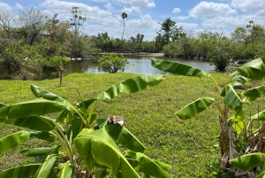 Miami : Visite guidée des Everglades en petit groupe en français