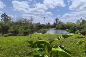 Miami : Visite guidée des Everglades en petit groupe en français