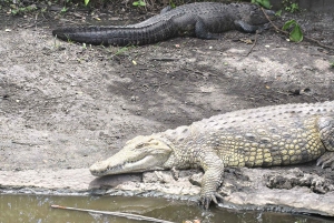 Miami : Visite guidée des Everglades en petit groupe en français