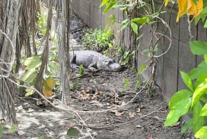Miami : Visite guidée des Everglades en petit groupe en français