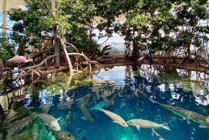 Miami: Frost Science Museum and Planetarium Admission Ticket