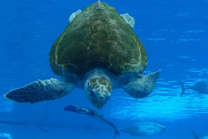 Miami: Frost Science Museum and Planetarium Admission Ticket