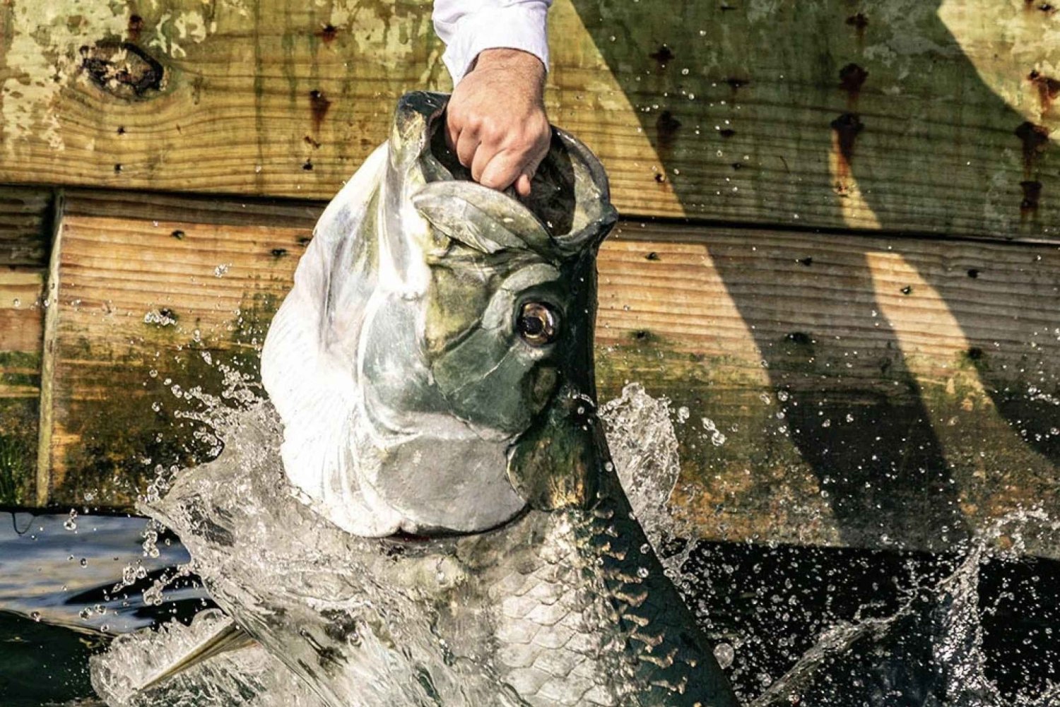 Miami : Expérience de nourrissage de poissons géants
