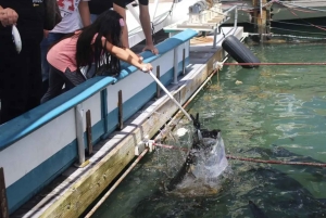 Miami: Experiencia de alimentación con peces gigantes