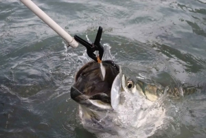 Miami: Riesige Fischfütterung erleben