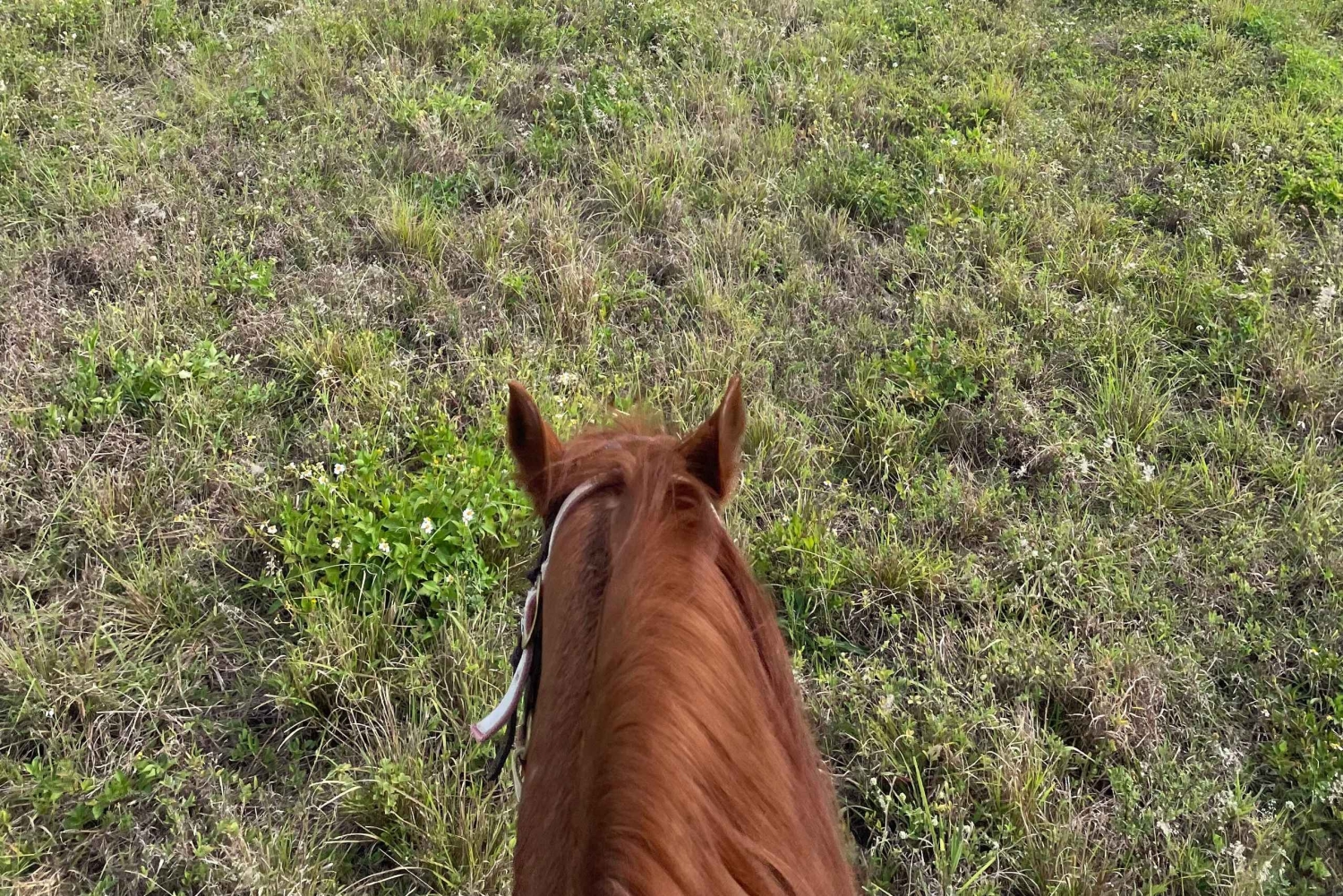 Miami: Excursión guiada a caballo